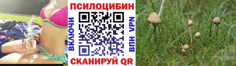 купить   Палласовка  Псилоцибиновые грибы Magic Shrooms 